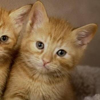 Dominique Weasley -  Domestic Short Hair Cat for Adoption in Heber Springs, Arkansas - Dominique Weasley | PetCurious