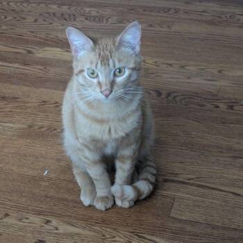 Tabby and Domestic Short Hair Cats Available for Adoption in Tulsa, Oklahoma - Helios | PetCurious