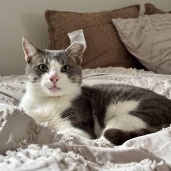 Rescue Domestic Short Hair Cats for Adoption - Avery | PetCurious
