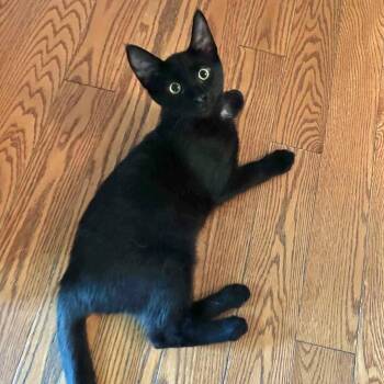 ADONIS -  Domestic Short Hair Cat for Adoption in Delhi, Ontario - ADONIS | PetCurious