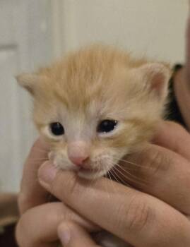 Domestic Short Hair Cats Available for Adoption in Fruit Heights, Utah - Sam | PetCurious