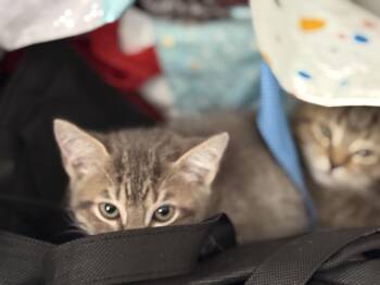 Rescue Tabby Cats for Adoption in Pleasant Valley, New York - Buzz | PetCurious