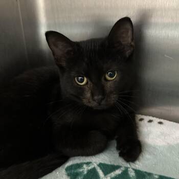 Chia -  Domestic Short Hair Cat for Adoption in Naperville, Illinois - Chia | PetCurious