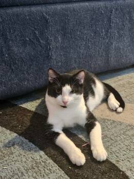 American Shorthair Cats Available for Adoption - Zylo | PetCurious