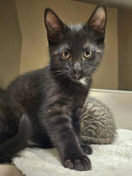 Domestic Short Hair Cats Available for Adoption in Clyde, North Carolina - HOBERT | PetCurious