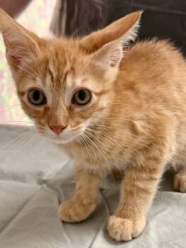 Domestic Short Hair Cats Available for Adoption in San Antonio, Texas - Cookie Monster | PetCurious