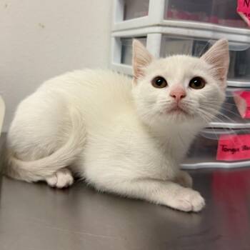 Nuez -  Domestic Short Hair Cat for Adoption in Edinburg, Texas - Nuez | PetCurious