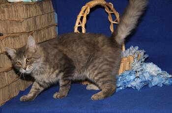 Tabby and Domestic Medium Hair Cats Available for Adoption in Marietta, Ohio - Tulio (Photos 4/10/2026) | PetCurious