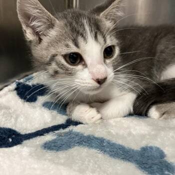 Domestic Short Hair Cats Available for Adoption in Lakeland, Florida - Gherkin | PetCurious