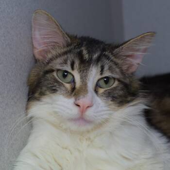 Domestic Medium Hair Cats Available for Adoption in Seattle, Washington - Benneth | PetCurious