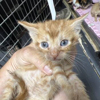 Enia -  Domestic Short Hair Cat for Adoption in Birmingham, Alabama - Enia | PetCurious