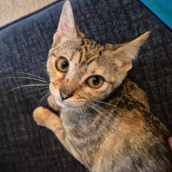 Cici -  Domestic Short Hair Cat for Adoption in Houston, Texas - Cici | PetCurious