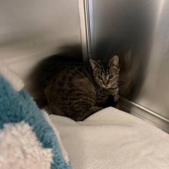 Tiana -  Domestic Short Hair Cat for Adoption in Scituate, Massachusetts - Tiana | PetCurious