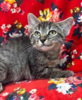 Domestic Short Hair Cats Available for Adoption in Corpus Christi, Texas - Cressida | PetCurious