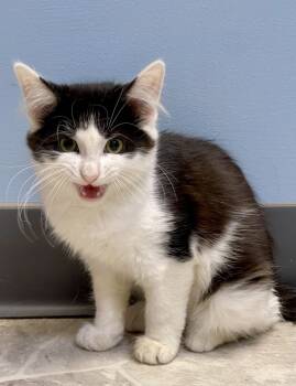 Rescue Domestic Short Hair Cats for Adoption in Chicago, Illinois - Hei Hei Copy #1 | PetCurious
