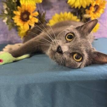 Super Sugar Crisp -  Domestic Short Hair Cat for Adoption in Toms River, New Jersey - Super Sugar Crisp | PetCurious