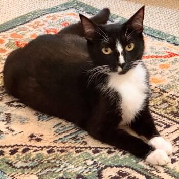 Domestic Short Hair Cats Available for Adoption in Wilsonville, Oregon - Truffle | PetCurious