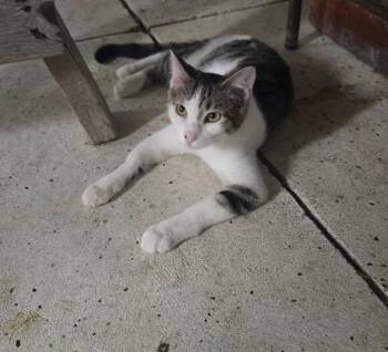 Rescue Domestic Short Hair Cats for Adoption in French Village, Missouri - Willow | PetCurious