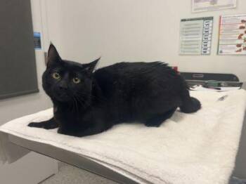Bojack -  Domestic Short Hair Cat for Adoption in Kansas City, Missouri - Bojack | PetCurious