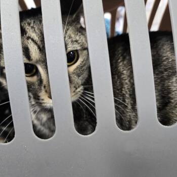 Domestic Short Hair Cats Available for Adoption in Newark, New Jersey - Maylo | PetCurious