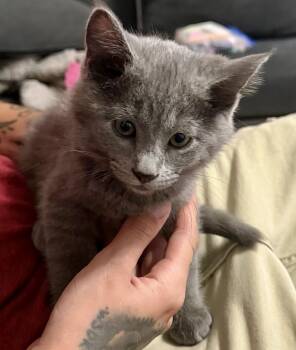 Gandalf -  Domestic Short Hair Cat for Adoption in Pocatello, Idaho - Gandalf | PetCurious