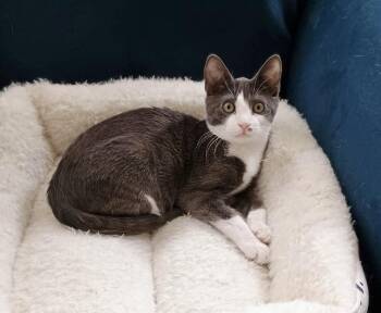 Rescue Tuxedo Cats for Adoption in Pickerington, Ohio - Ciabatta | PetCurious