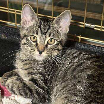 Domestic Short Hair Cats Available for Adoption - Vidar | PetCurious
