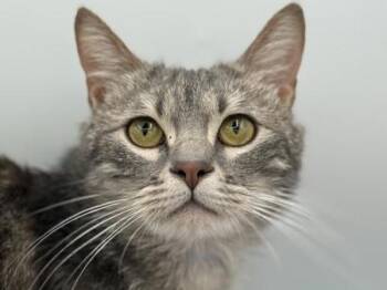 Domestic Short Hair Cats Available for Adoption in Portland, Oregon - Cletus | PetCurious