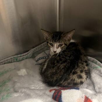 Widget -  Domestic Short Hair Cat for Adoption in Oak Brook, Illinois - Widget | PetCurious