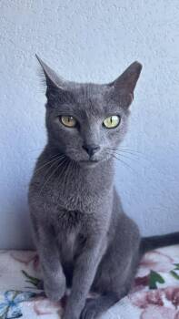 Grace -  Russian Blue and Domestic Short Hair Cat for Adoption in San Juan, San Juan - Grace | PetCurious