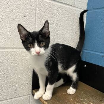 Rescue Domestic Short Hair Cats for Adoption in Carencro, Louisiana - Duck Quack | PetCurious