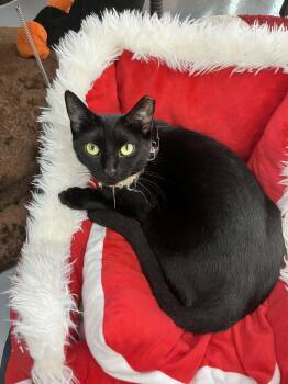 Rescue Domestic Short Hair Cats for Adoption in Tavares, Florida - Teddy Bear | PetCurious