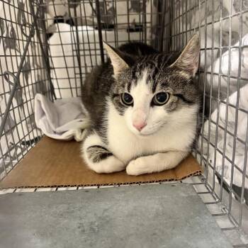 Gresso 2 - Barn Cat! -  Domestic Short Hair Cat for Adoption in Bristol, Indiana - Gresso 2 - Barn Cat! | PetCurious