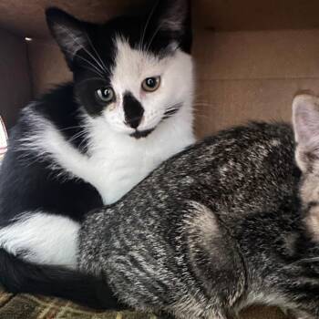Hansel -  Domestic Short Hair Cat for Adoption in Priest River, Idaho - Hansel | PetCurious