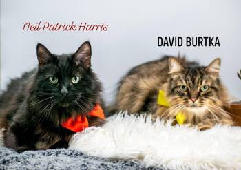 Domestic Long Hair Cats Available for Adoption in Sevierville, Tennessee - Neil And David | PetCurious