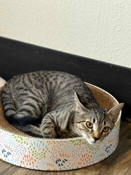 Rescue Domestic Short Hair Cats for Adoption in Gladstone, Oregon - Serrano -Pepper Litter | PetCurious