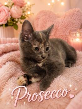 Torbie Cats Available for Adoption in Laurel, Maryland - Coming Soon-Prosecco-Tortie Sweetheart | PetCurious