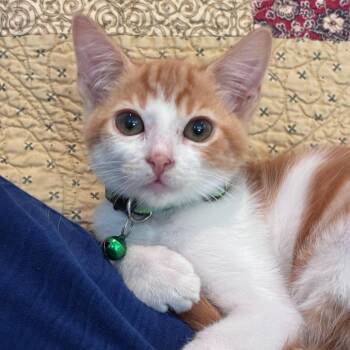 Murray -  Domestic Short Hair Cat for Adoption in Houston, Texas - Murray | PetCurious