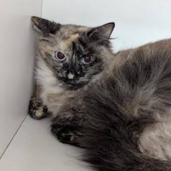 Elsa -  Domestic Short Hair Cat for Adoption in Jeffersonville, Indiana - Elsa | PetCurious