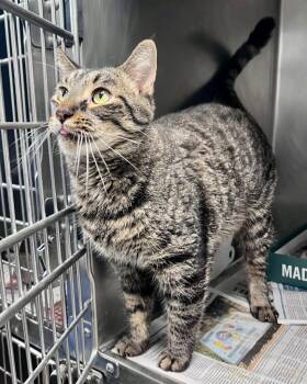 Domestic Short Hair Cats Available for Adoption in Cincinnati, Ohio - Mitochondria | PetCurious