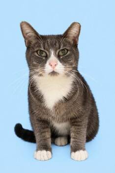 Patrick -  Domestic Short Hair Cat for Adoption in Bowling Green, Kentucky - Patrick | PetCurious