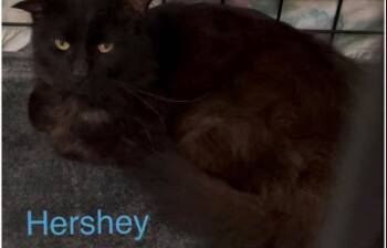 HERSHEY -  Domestic Long Hair Cat for Adoption in Muskegon, Michigan - HERSHEY | PetCurious