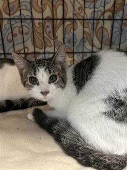 Malta (bleu) -  Domestic Short Hair Cat for Adoption in Montreal, Quebec - Malta (bleu) | PetCurious