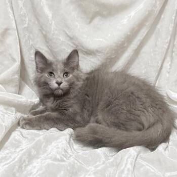 Periwinkle -  Ragdoll and Russian Blue Cat for Adoption in Miami, Florida - Periwinkle | PetCurious