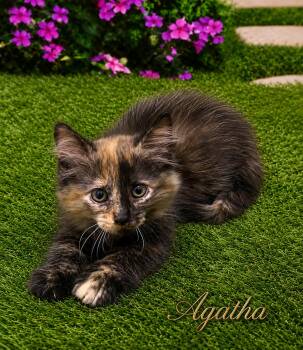 Agatha -  Domestic Medium Hair Cat Available for Adoption in Charlotte, North Carolina - Agatha | PetCurious