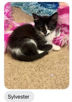 Sylvester -  Domestic Medium Hair Cat for Adoption in Holly Springs, Georgia - Sylvester | PetCurious