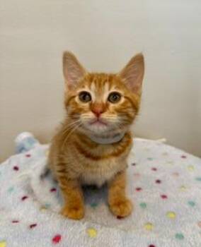 Valencia -  Domestic Short Hair Cat for Adoption in Seattle, Washington - Valencia | PetCurious