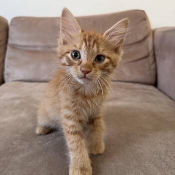 Domestic Medium Hair Cats Available for Adoption in Los Angeles, California - Riesling | PetCurious