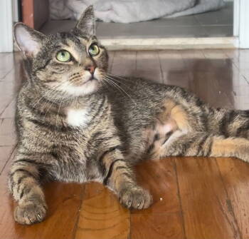 Rescue Domestic Short Hair Cats for Adoption - Avery | PetCurious