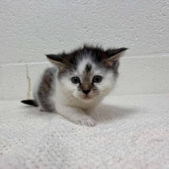 Domestic Short Hair Cats Available for Adoption in Lyndhurst, Virginia - SVAS-Stray-38544 | PetCurious